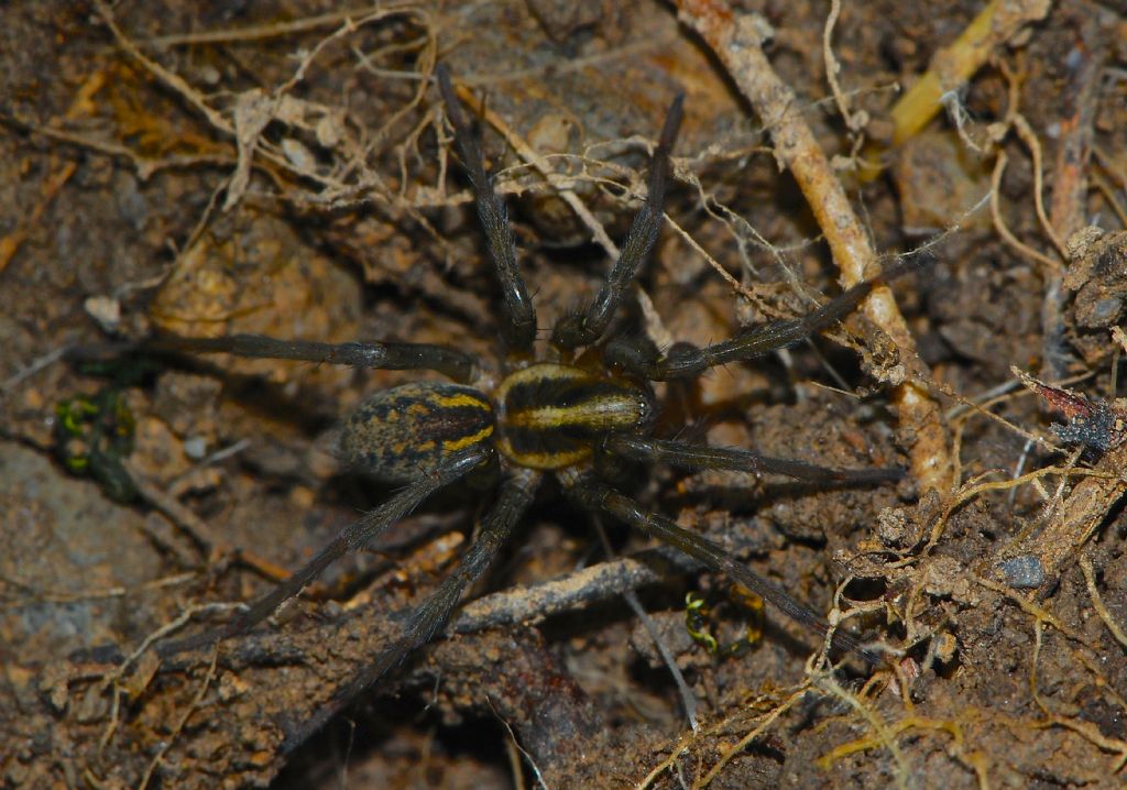 Aterigena ligurica - Parco del Mercantour (Francia)